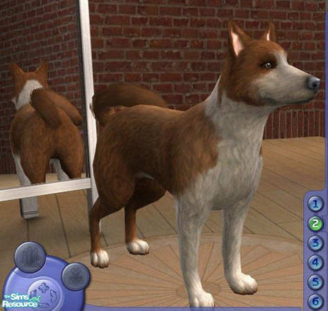 Sims 2 — Canaan Dog by Songe — A more realistic canaan dog.
