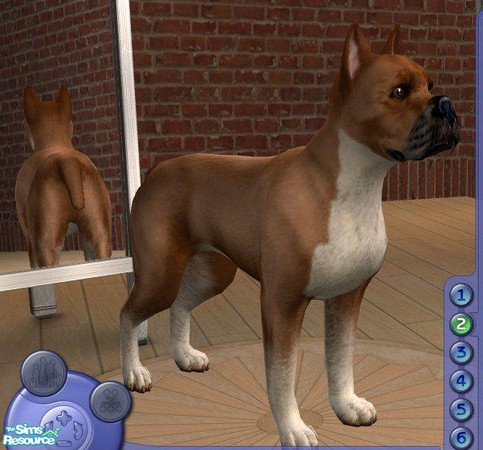 Sims 2 — Boxer - Fawn by Songe — A more realistic boxer