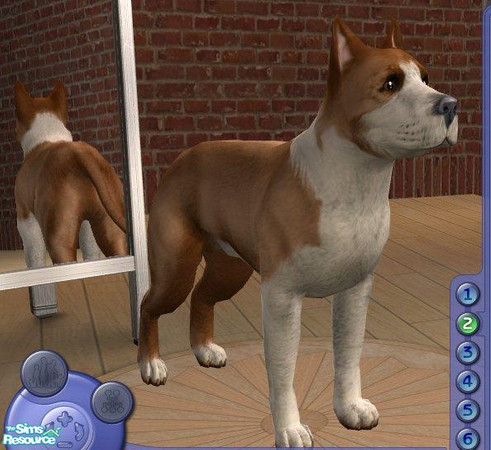 Sims 2 — Amstaff - Black and Tan by Songe — A more realistic American Staffordshire Terrier in black and tan