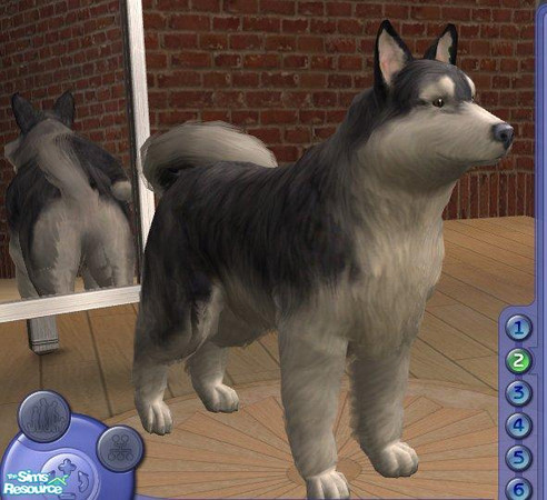 Sims 2 — Alaskan Malamute by Songe — My version of the malamute