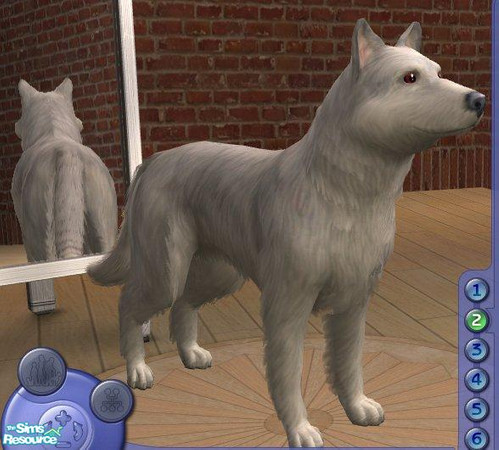Sims 2 — Wolf - White by Songe — 