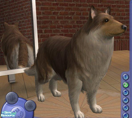 Sims 2 — Collie by Songe — A more realistic collie