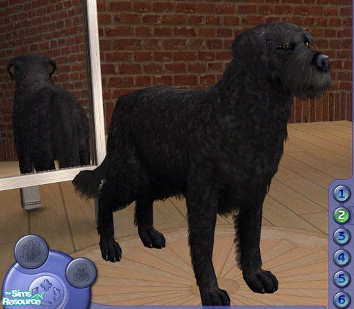 Sims 2 — Labradoodle - Black by Songe — My version of the black labradoodle