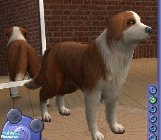 Sims 2 — Border Collie - Red and White by Songe — A more realistic border collie in red and white