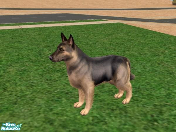 Sims 2 — Black and Tan Shepherd by Jolee13 — This is my version of the Black and Tan Shepherd. Hope You Enjoy! Shepherds