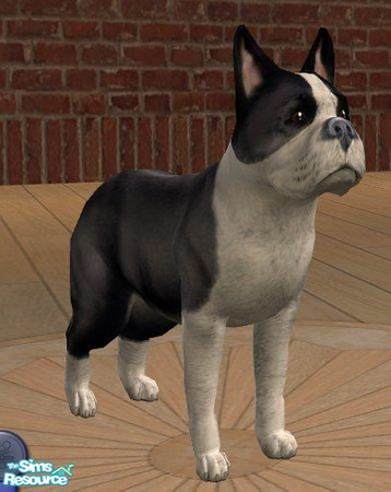 Sims 2 — French Bulldog by Songe — A more realistic French Bulldog