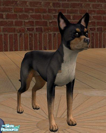 Sims 2 — Chihuahua by Songe — A more realistic chihuahua