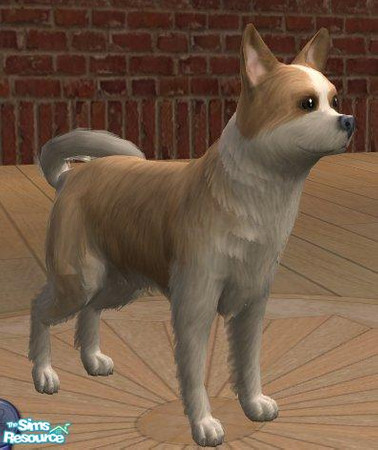 Sims 2 — Long Haired Chihuahua by Songe — A more realistic long haired chihuahua