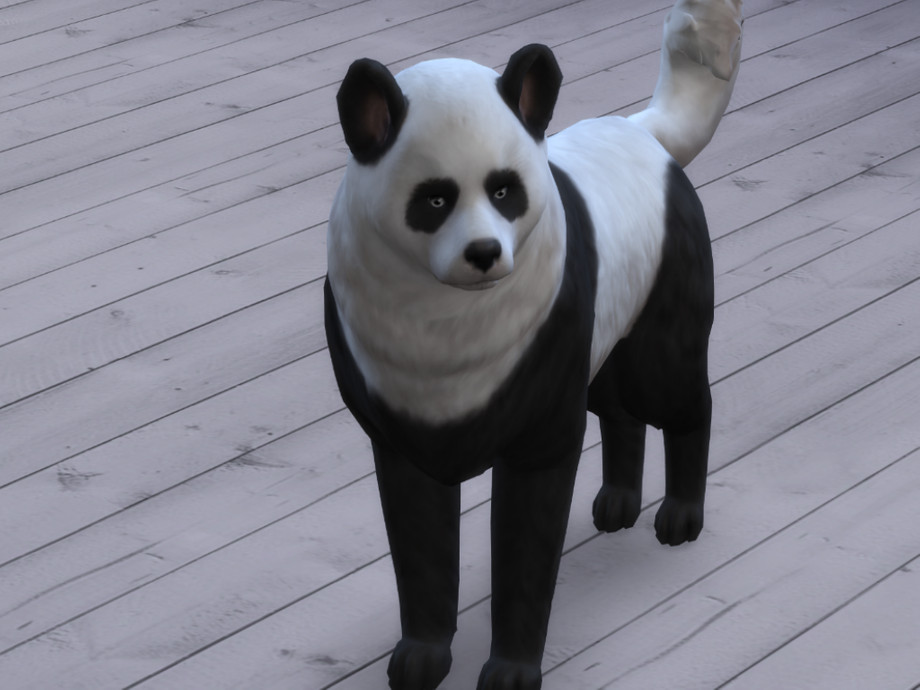 The Sims Resource Akita Panda Dog