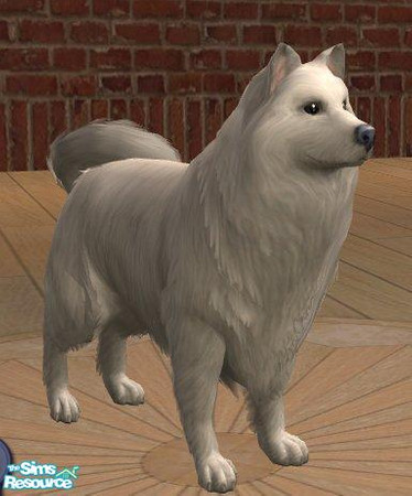 Sims 2 — American Eskimo Dog by Songe — Small dog