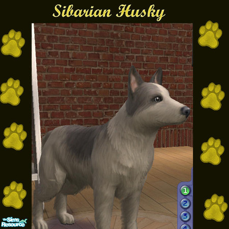 Sims 2 — Pet Breeds - Sabarian Husky by jmm8220 — Sabarian husky