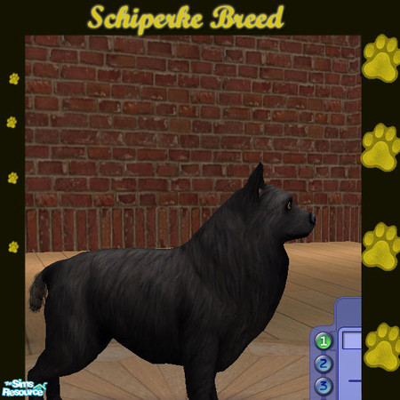 Sims 2 — Pet Breeds - Schipperke Breed by jmm8220 — Here is a Schipperke Breed