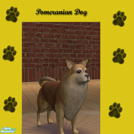 Sims 2 — Pet Breeds - Pomeranian by jmm8220 — Pomerain Breed