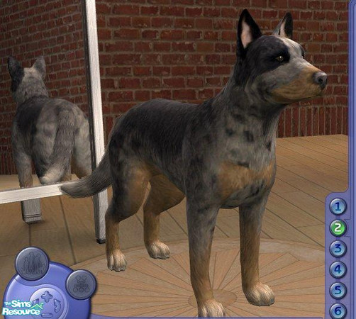Sims 2 — Australian Cattle Dog by Songe — A more realistic Australian Cattle Dog... Probably my most realistic creation!