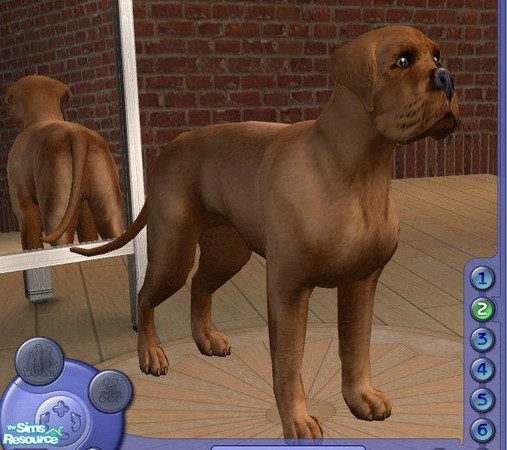 Sims 2 — Dogue de Bordeaux by Songe — Now if only we could make pink noses... and wrinkles.