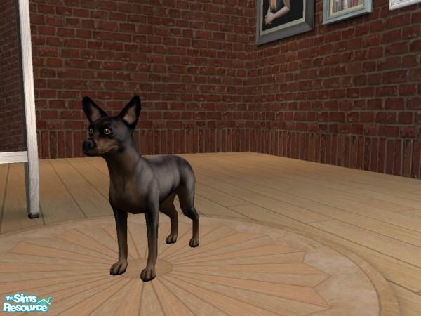 Sims 2 — Chi Chi Wowa by TeXaSrOsE — This is a self sim of my chihuahua. Black with brown markings.