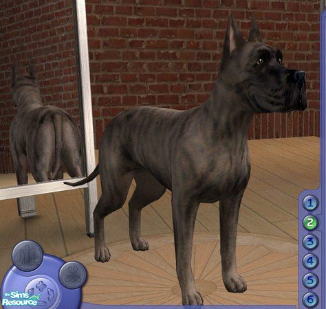Sims 2 — Great Dane - Brindle by Songe — A brindle Great Dane - following the breed standard
