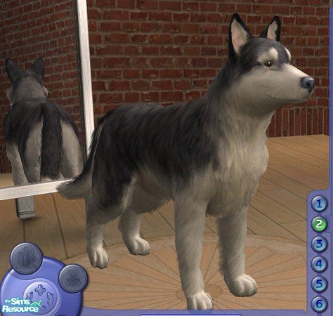 Sims 2 — Husky by Songe — 