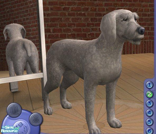 Sims 2 — Standard Poodle by Songe — Non groomed