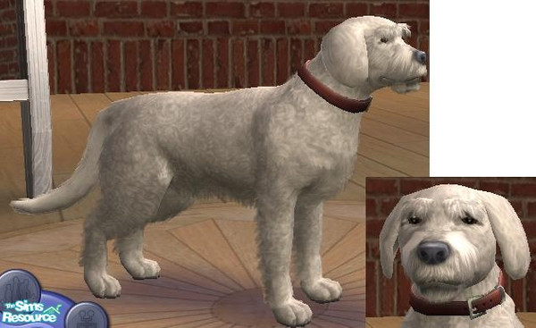 Sims 2 — Archie by sim-sam2000 — Archie is a bichon frise, he needs a loving family to love him and look after him. He is