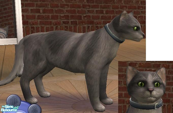 Sims 2 — Freddy by sim-sam2000 — This is Freddy the cat, he would love to be with a family who will take great care of