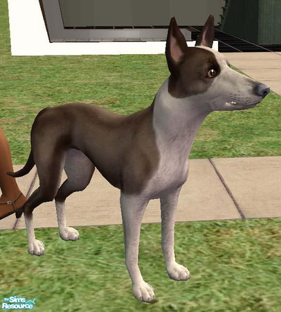 Sims 2 — Ibizan Hound by Freelance_Wolf — Also known as the Podenco Ibicenco, this Spanish breed originated in 3000bc as
