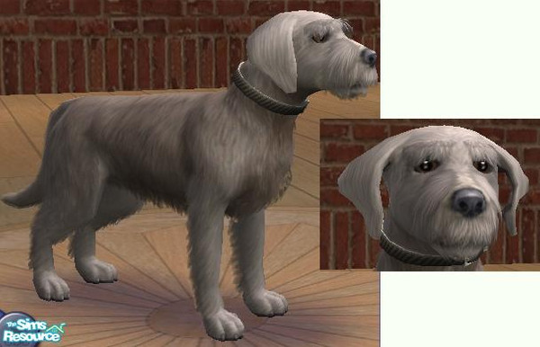 Sims 2 — Perry by sim-sam2000 — This is Perry, Perry is a fantastic dog for the whole family. He is very friendly to to