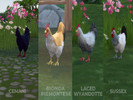 Sims 4 — Crucible's Chicken Breeds Pack #2 by CrucibleGaming — This pack adds four new breeds of chicken, for a total of