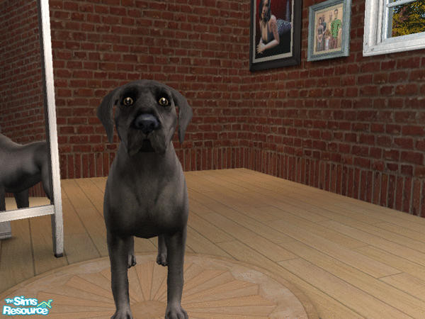 Sims 2 — Natural Ears Great Dane Set - Black by calienrealmscat — Black--The color shall be a glossy black. White