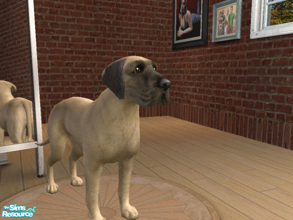 Sims 2 — Natural Ears Great Dane Set - Fawn by calienrealmscat — Fawn--The color shall be yellow gold with a black mask.