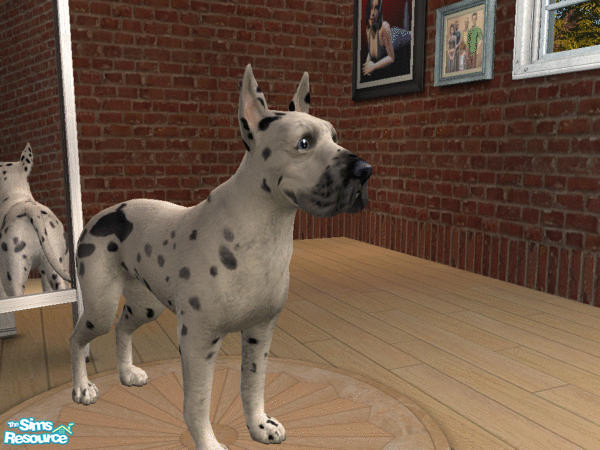 Sims 2 — Great Dane Set - Harlequin Dane by calienrealmscat — The base color shall be pure white with black torn patches