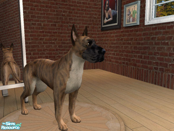 Sims 2 — Great Dane Set - Brindle Dane by calienrealmscat — Brindle--The base color shall be yellow gold and always