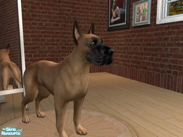 Sims 2 — Great Dane Set - Fawn Dane by calienrealmscat — Fawn--The color shall be yellow gold with a black mask. Black