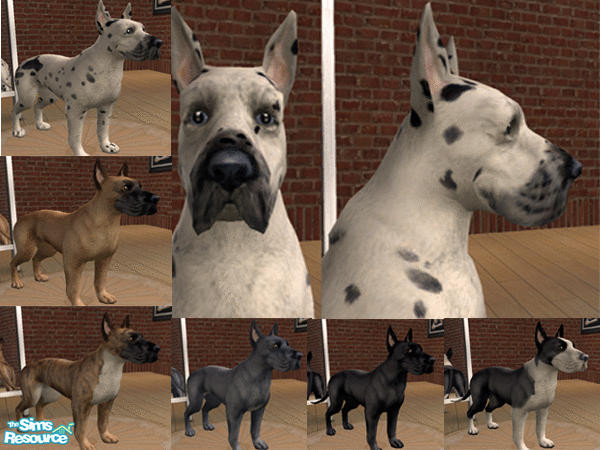 Sims 2 — Great Dane Set by calienrealmscat — There are 6 different coat colors for these Danes. Fawn, Black, Blue,
