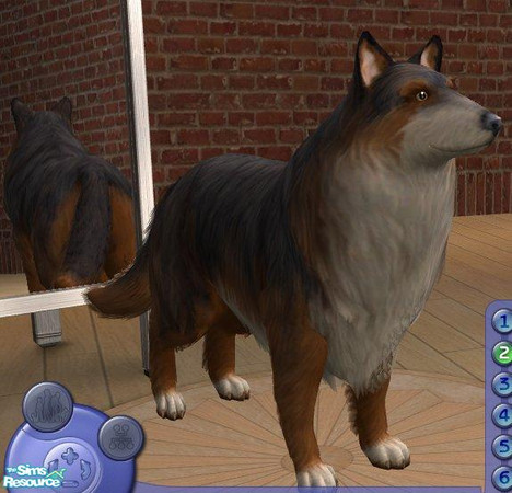 Sims 2 — Collie by Songe — A more realistic tricolor collie