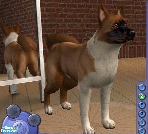 Sims 2 — Akita by Songe — A more realistic akita