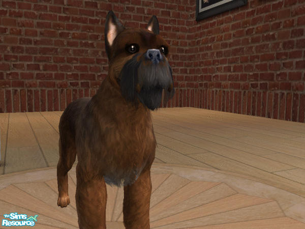 Sims 2 — Brussels Griffon by calienrealmscat — 