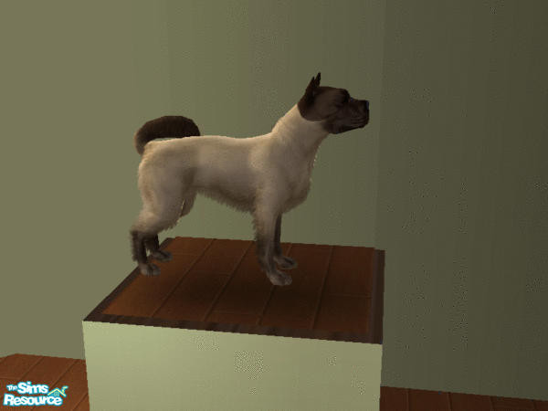 Sims 2 — Siamese Temple Dogs - Individual Item by tmross4 — Seal Point Siamese Temple Dog.