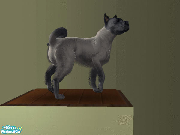 Sims 2 — Siamese Temple Dogs - Individual Item by tmross4 — Blue Point Siamese Temple Dog.