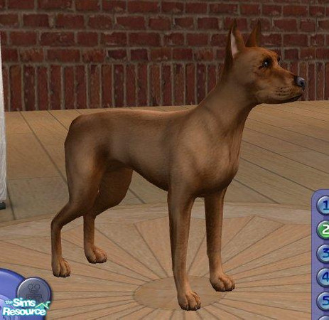 Sims 2 — Red Miniature Pinscher by Songe — 