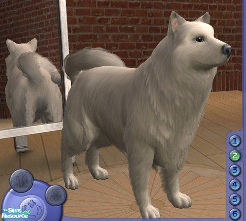 Sims 2 — Samoyed by Songe — A more realistic samoyed