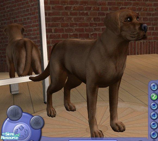 Sims 2 — Chocolate Labrador by Songe — A more realistic labrador - chocolate
