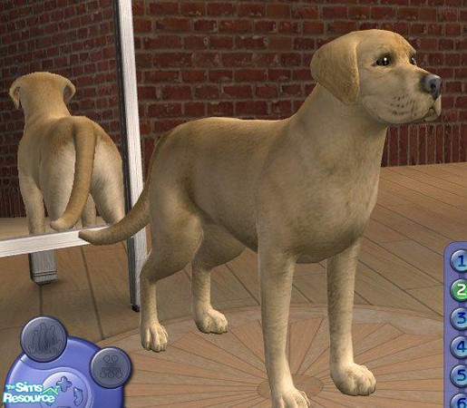 Sims 2 — Yellow Labrador by Songe — A more realistic labrador - yellow