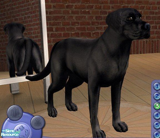 Sims 2 — Black Labrador by Songe — A more realistic labrador - black