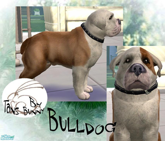 Sims 2 — Bulldog by tansbunny — This bulldog i based on Lola Sharon Osbourne's dog.