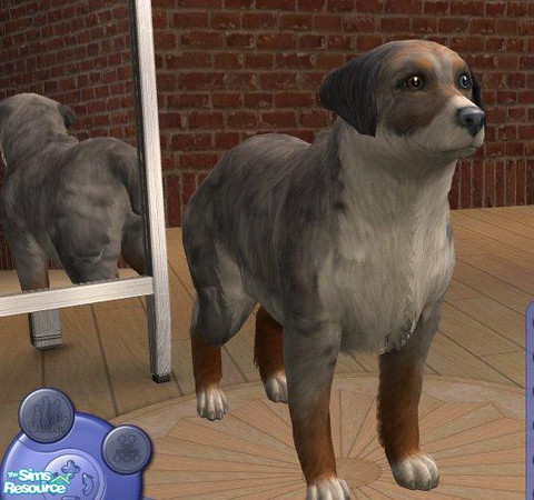Sims 2 — Blue Merle Australian Shepherd by Songe — 