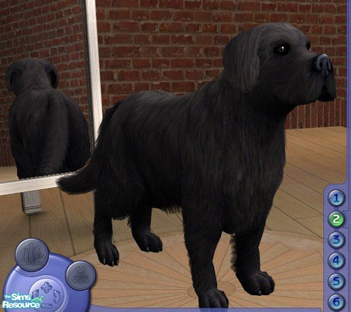 Sims 2 — Newfoundland by Songe — 