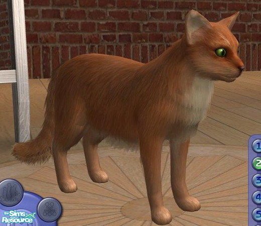 Sims 2 — Fawn Somali by Songe — A fawn somali