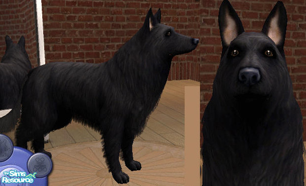 Sims 2 — Groenendael by bobulot — Solid black Belgian sheep dog