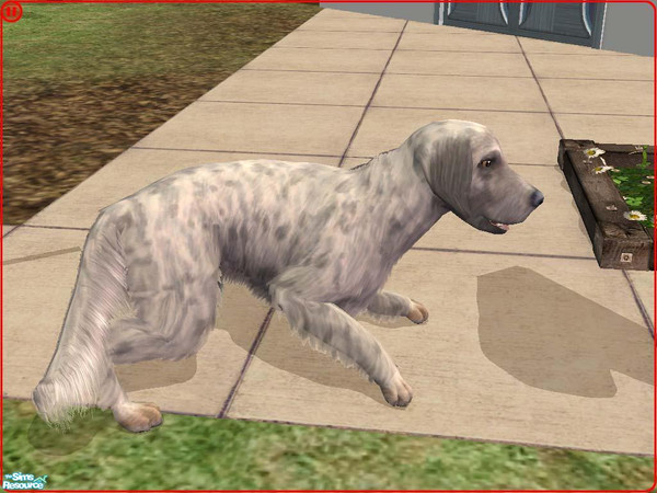 Sims 2 — English Setter by Freelance_Wolf — I couldn't get it to look quite fluffy enough without making it look merely